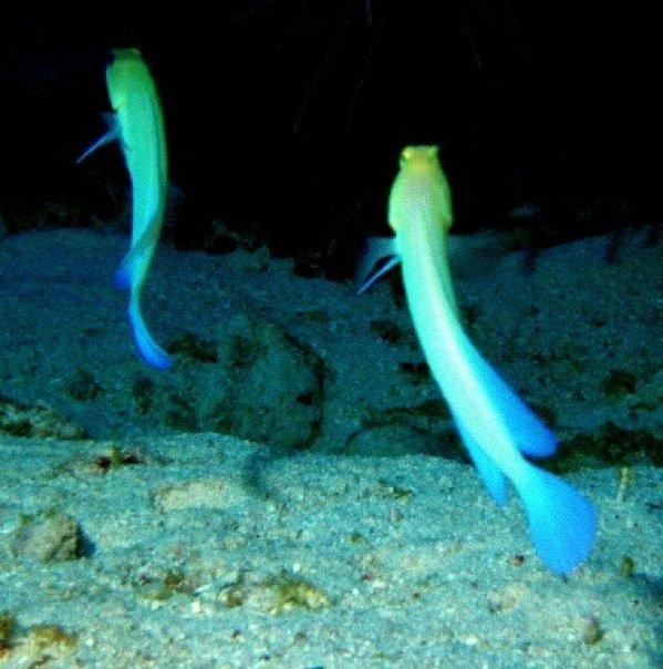 Various Marine Life