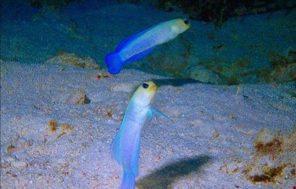 Various Marine Life