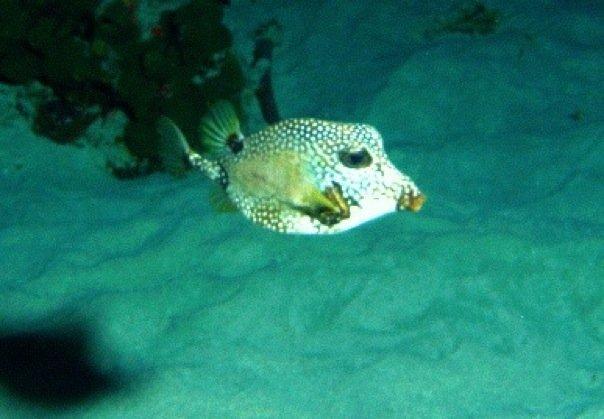 fish
