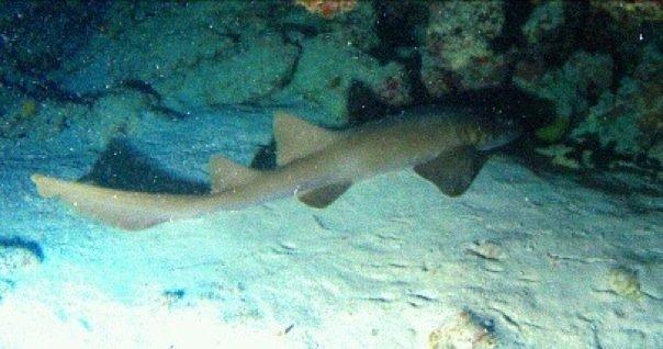 Nurse Shark