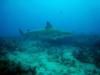 Carribean Black Tip Reef Shark