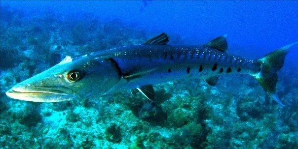 fish