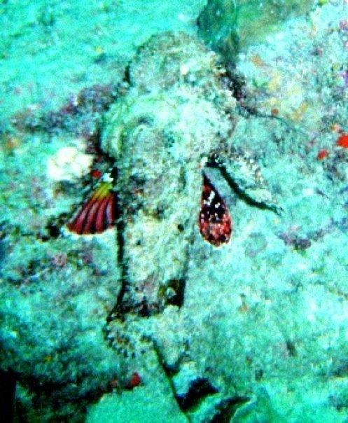 Stone Fish