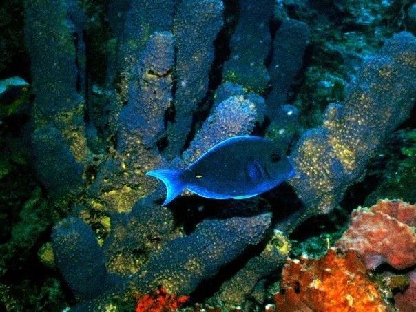 fish