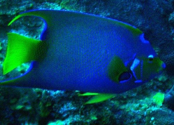 fish