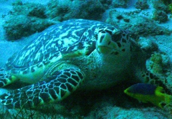 Hawksbill Turtle