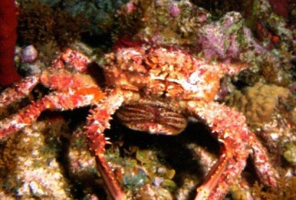 Crab