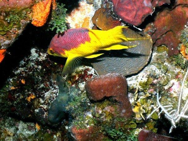 fish