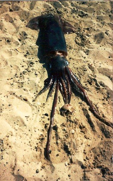 Giant Squid