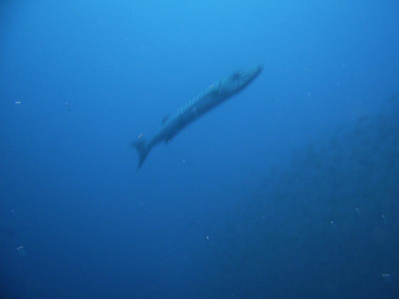 Morehead Dive with Discover Diving 