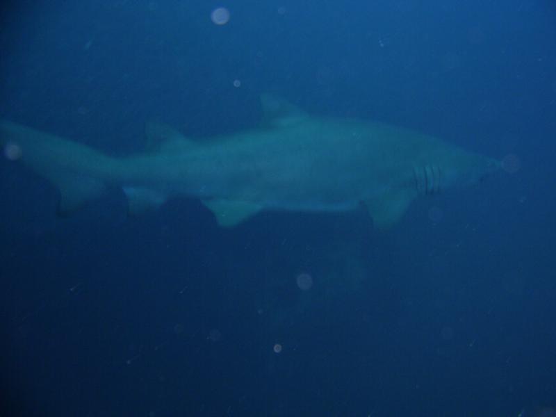Tigershark on the USCG Spar