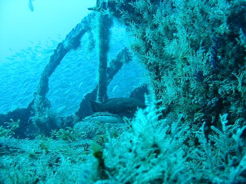 U-352 Ribs @ Morehead City, NC