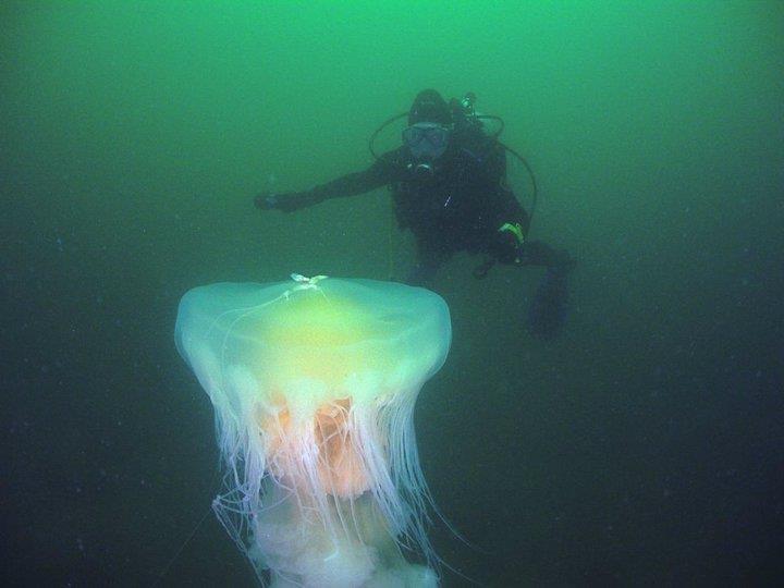 San Diego jelly