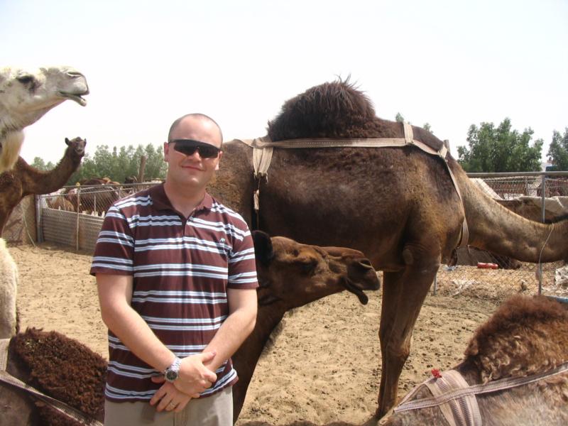 camels in doha, qatar