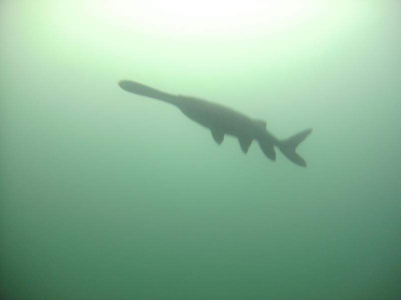 Paddlefish @ Loch Lo Minn