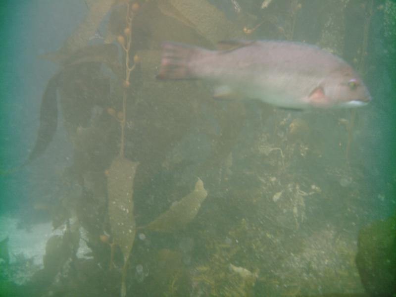 female sheephead