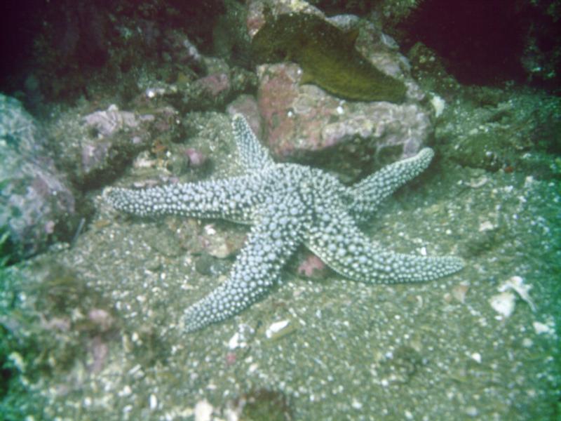 seastar