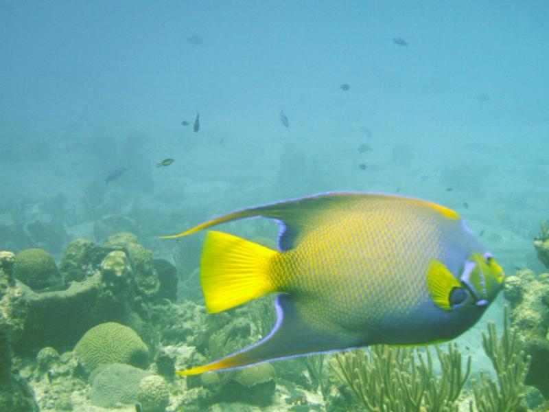 Cozumel dive