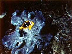 Clownfish Guam 1982