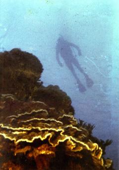 Drift Diver Guam 1982