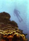 Drift Diver Guam 1982