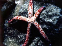 Small Starfish Guam 1982