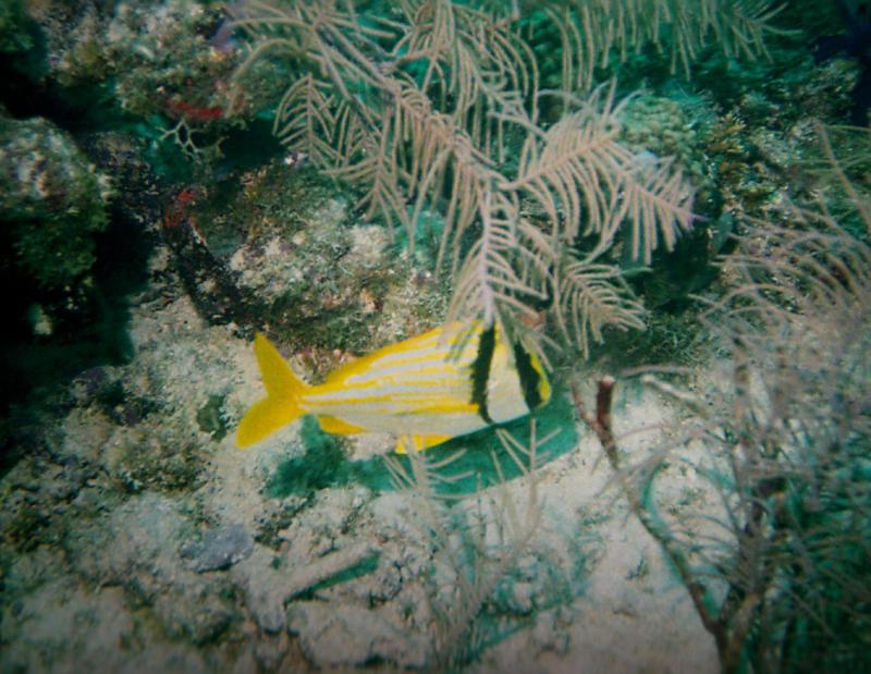 Porkfish