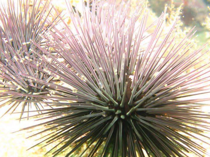 Sea Urchins - Dentin, FL