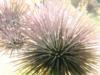 Sea Urchins - Dentin, FL