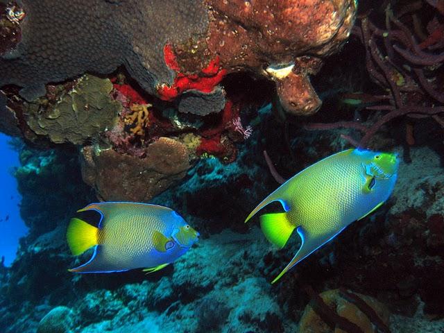 Queen Angelfish