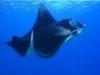 Manta Ray