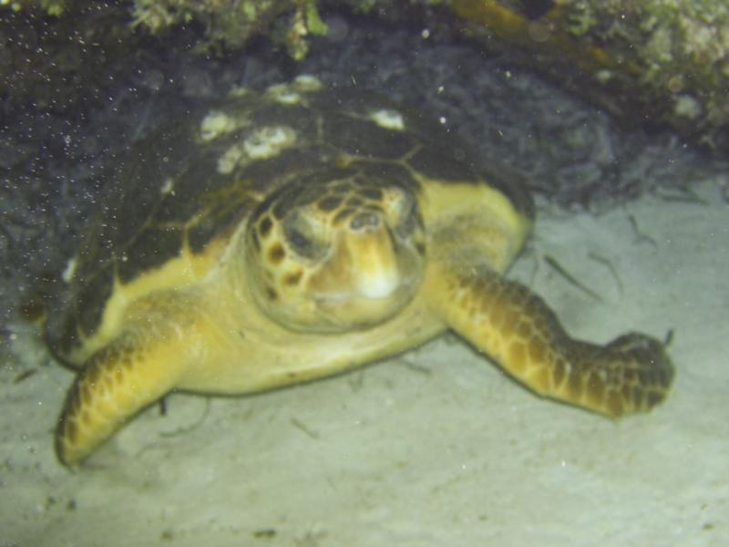 Sleeping Turtle