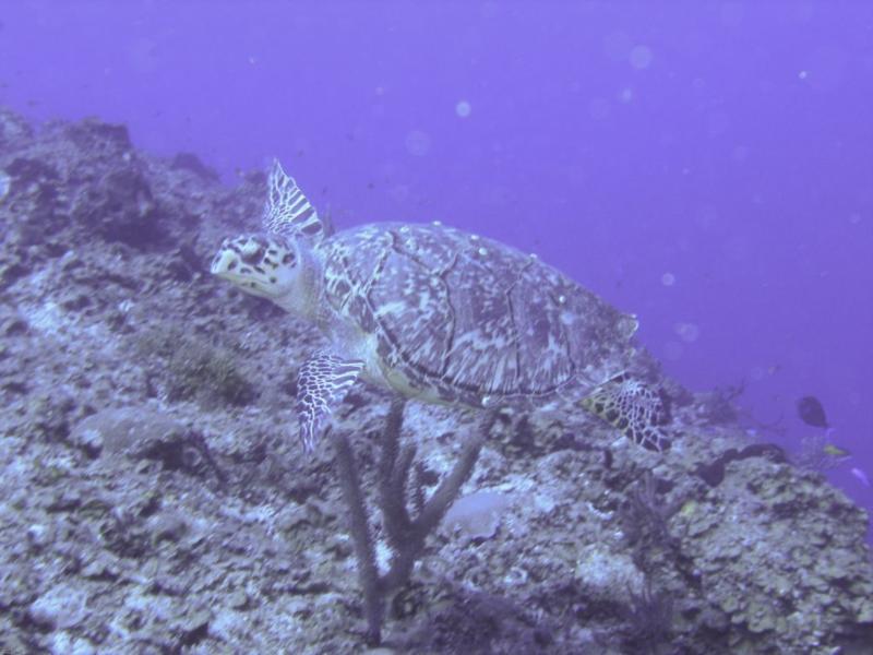 Turtle on Drift Dive