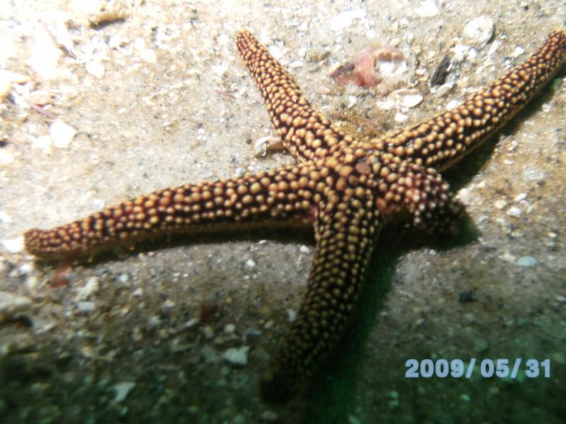 star fish