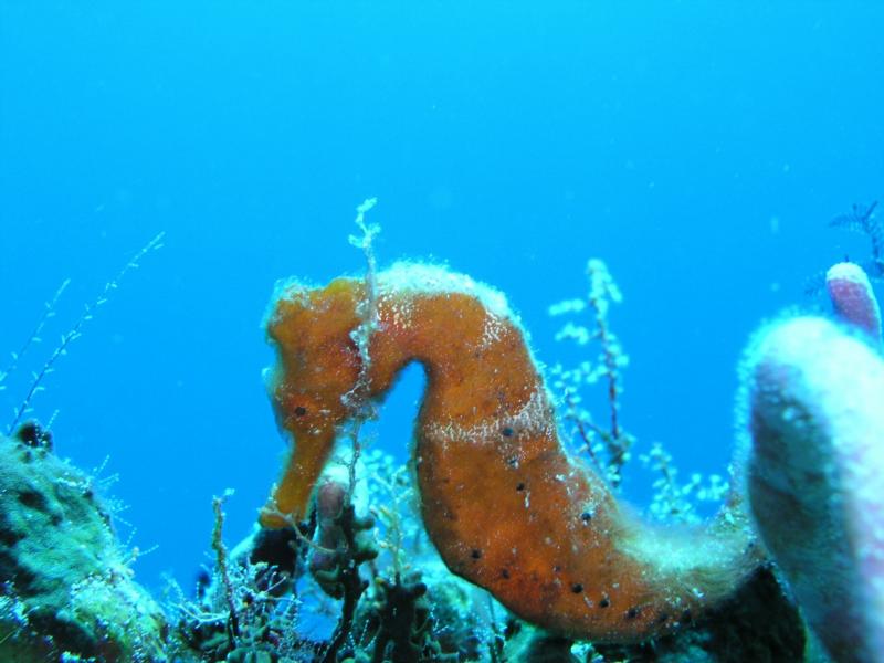 seahorse