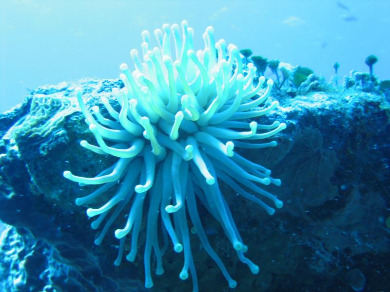  anemone