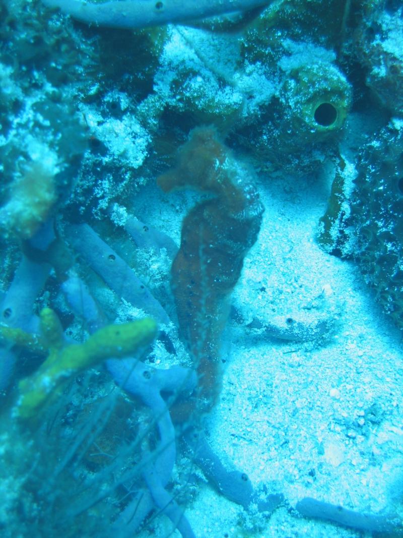 seahorse 2