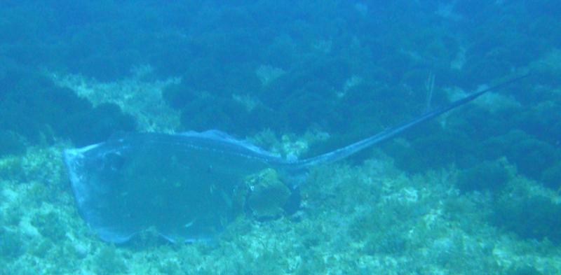 Huge Ray