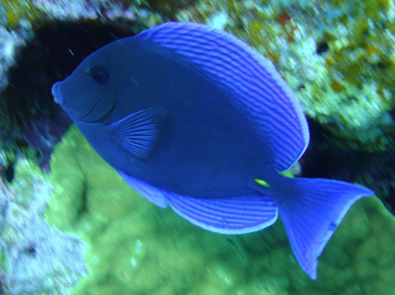 Blue Guy