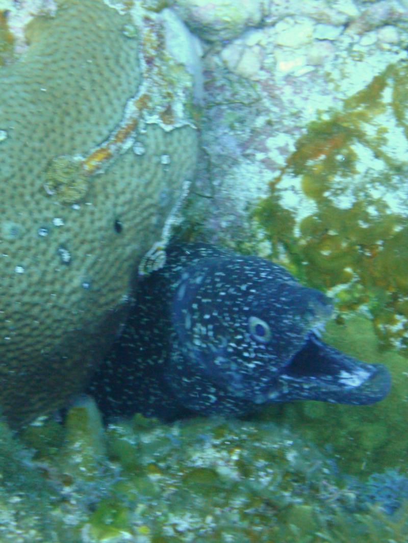Swam right over him