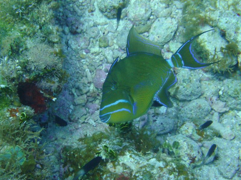 Fish
