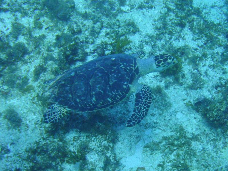 Turtle