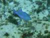 Fish 1