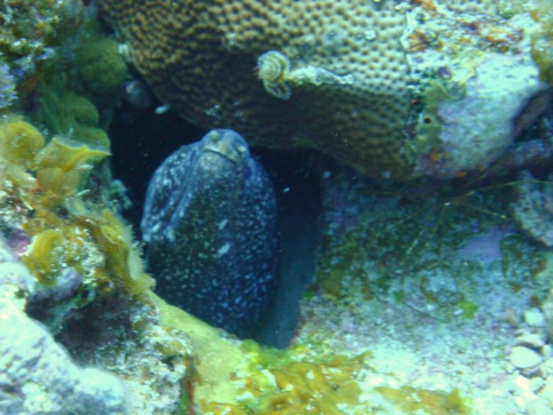 Eel