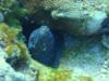Eel