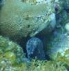 Eel