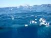 Water Shot
