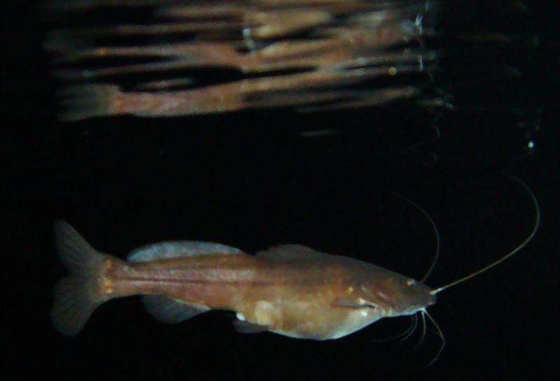Cave Catfish
