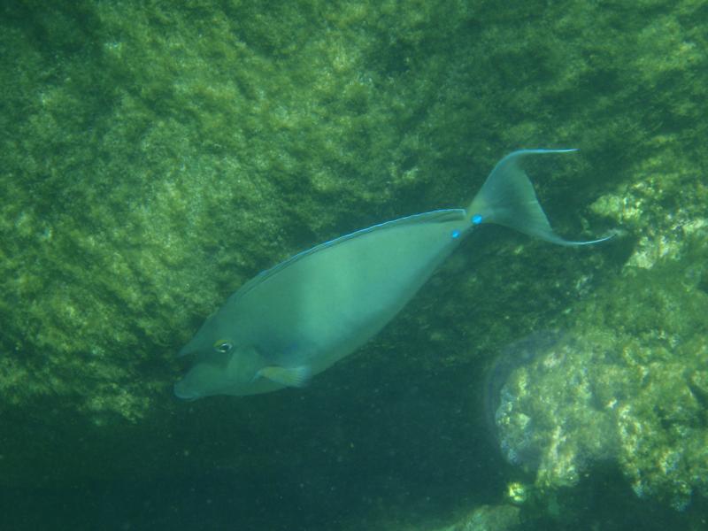 Dive in Hawaii