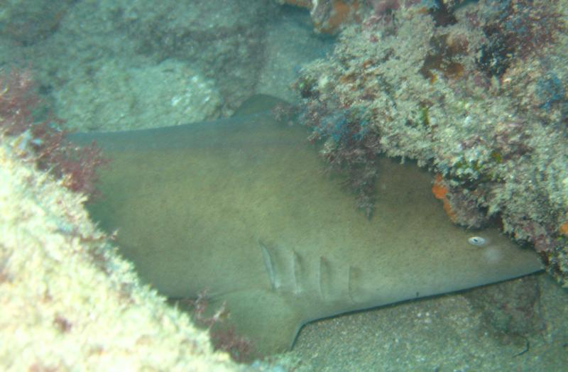 Nurse Shark